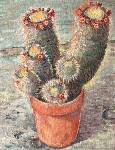 cactus.jpg